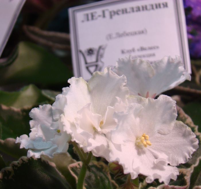 DSC07886.JPG