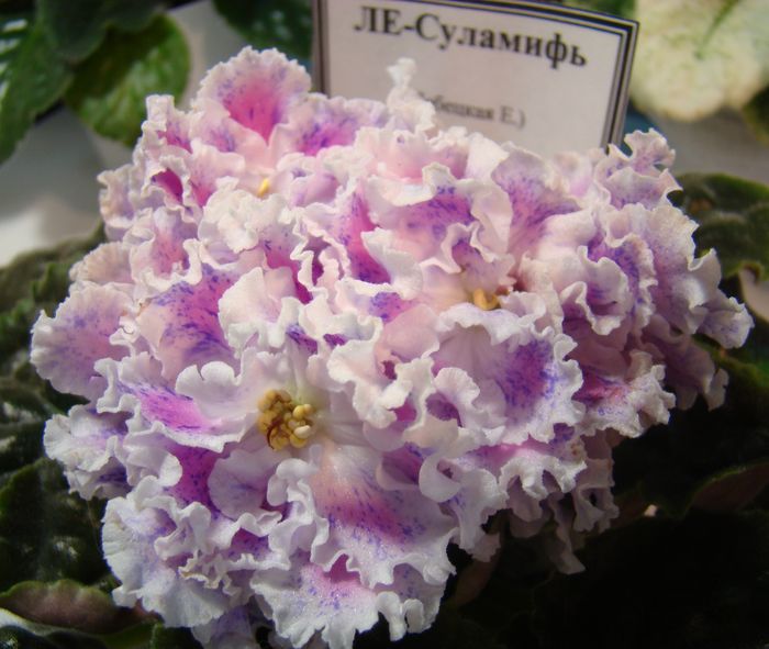 DSC07895.JPG