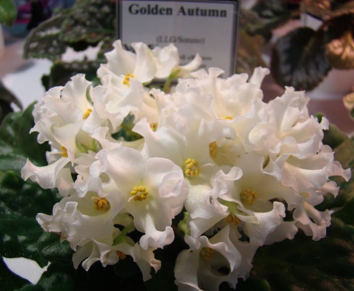 DSC07900.JPG