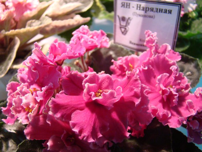 DSC07905.JPG