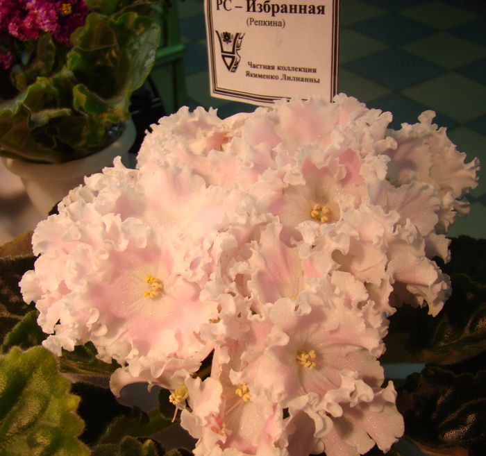 DSC07906.JPG