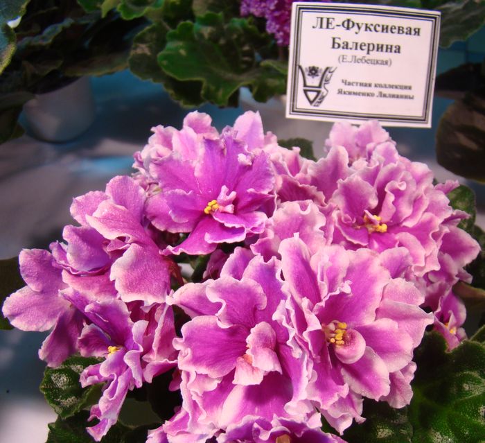 DSC07907.JPG