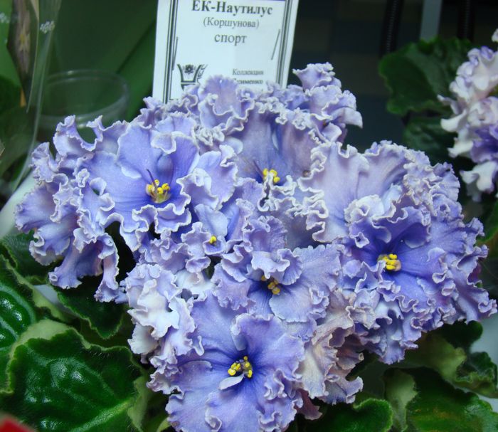 DSC07912.JPG