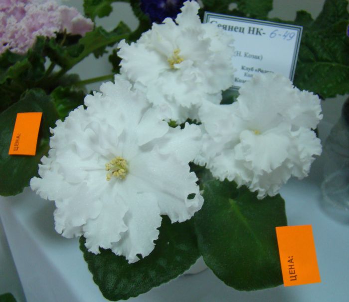 DSC07935.JPG