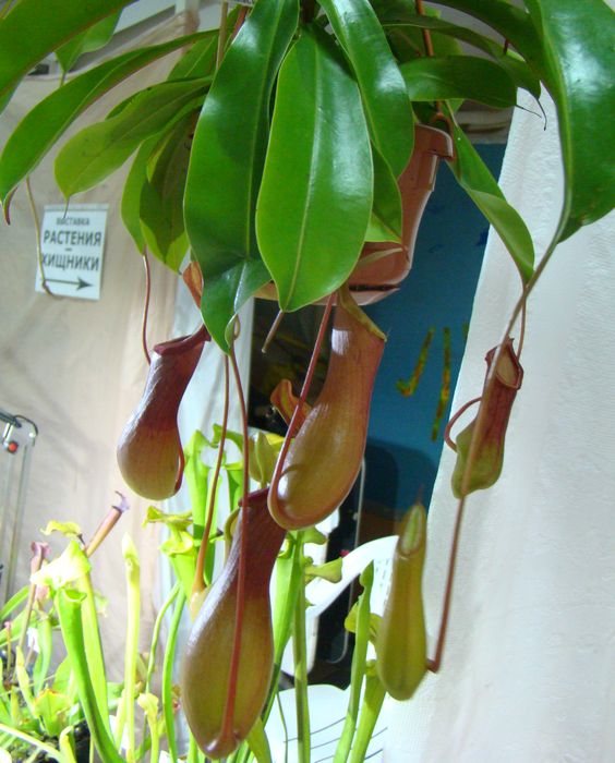 DSC07926.JPG