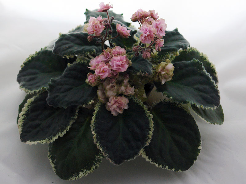 Ma's Corsage (O. Robinson)