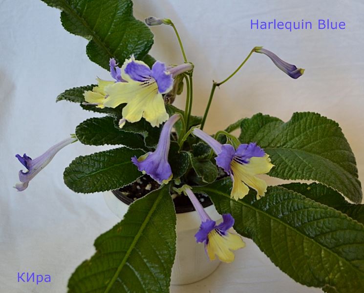 Harl Blue.JPG