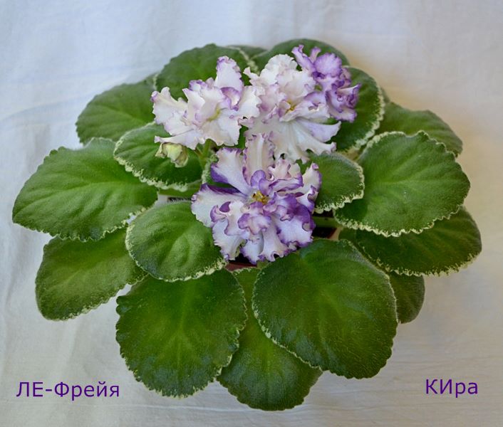ЛЕ-Фрейя 1.JPG