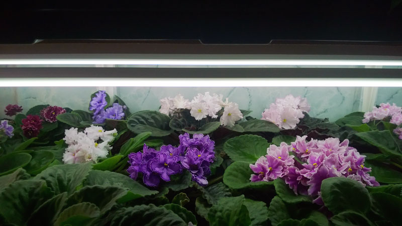 WP_20150825_004.jpg