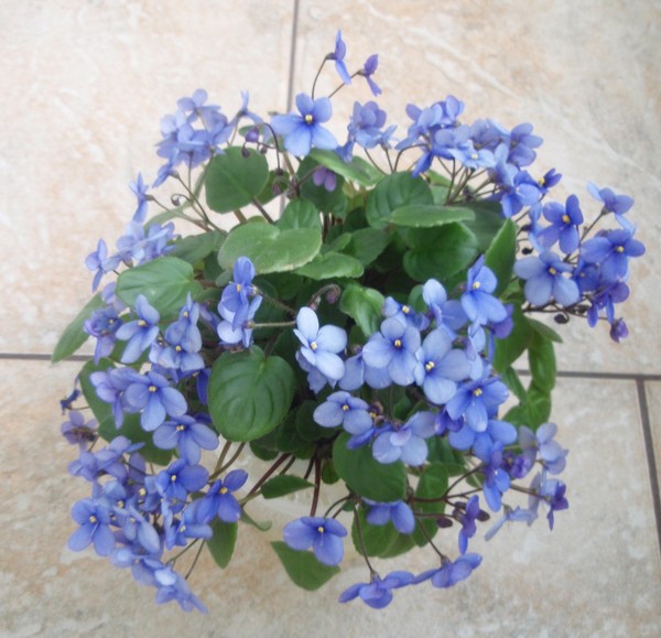 Pixie Blue