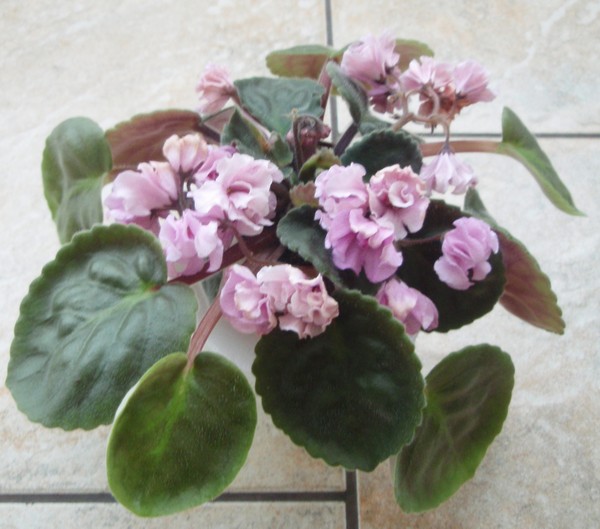 махровая оса Nosergay Pink