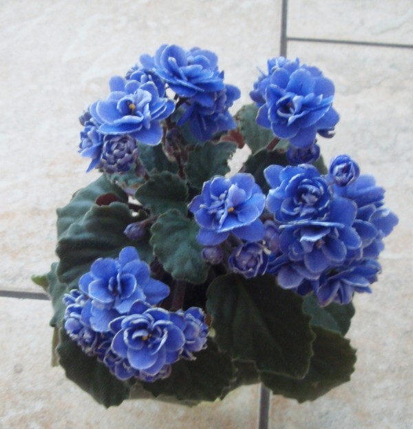 Ness Crinkle Blue