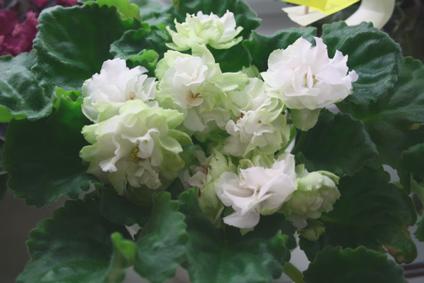 Spring Rose