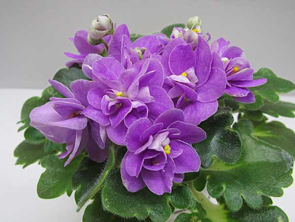Peppermint Girl