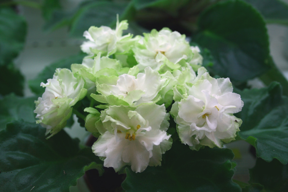 Sring Rose