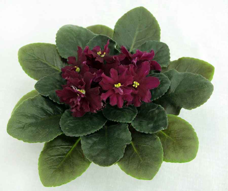 2 место – ЛЕ-Вега (Е. Лебецкая), колл. Е. Морозова