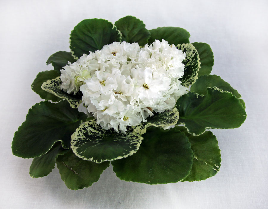 2 место – ЛЕ-Белая Камелия (Е. Лебецкая), колл. Е. Морозова