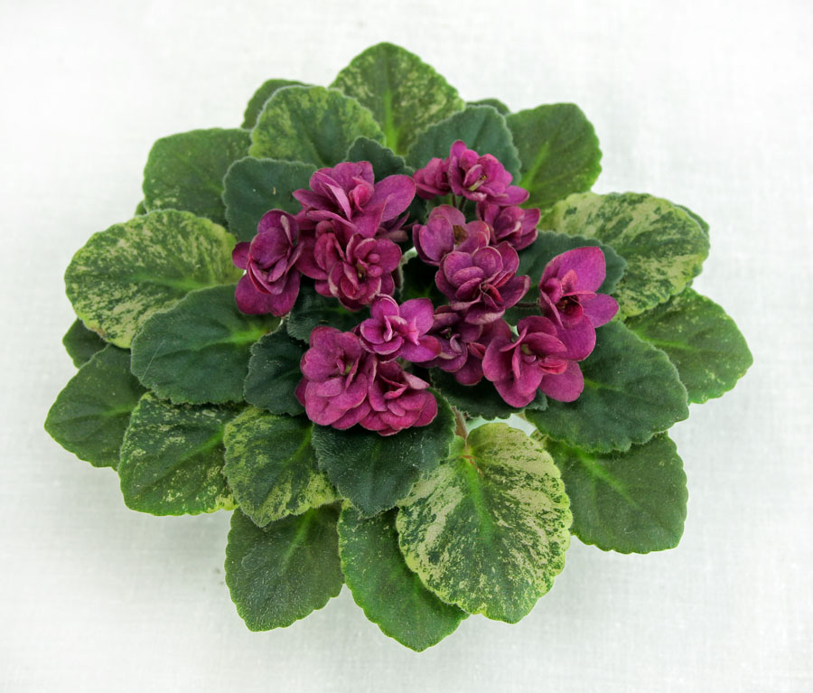1 место – Celina Red Jewel (H. Pittman), колл. Е. Морозова