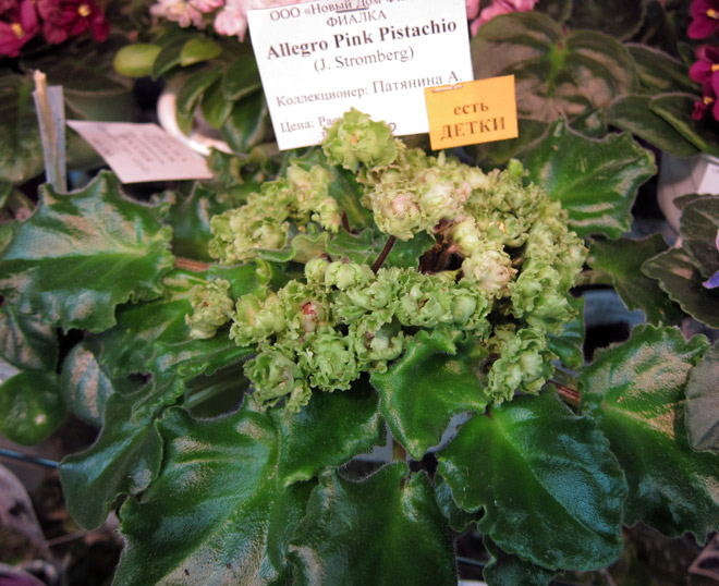 Allegro-Pink-Pistachio.jpg