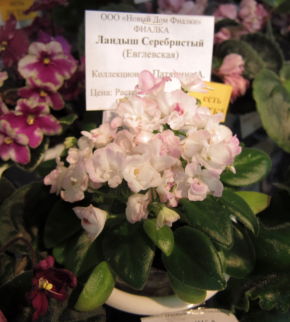 Ландыш-Серебристый.jpg