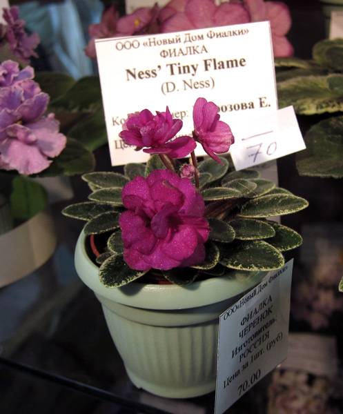 Ness'-Tiny-Flame.jpg