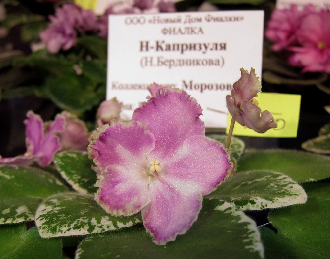 Н-Капризуля.jpg