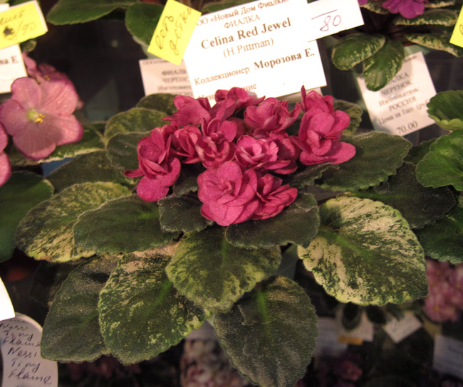 Celina-Red-Jewel.jpg