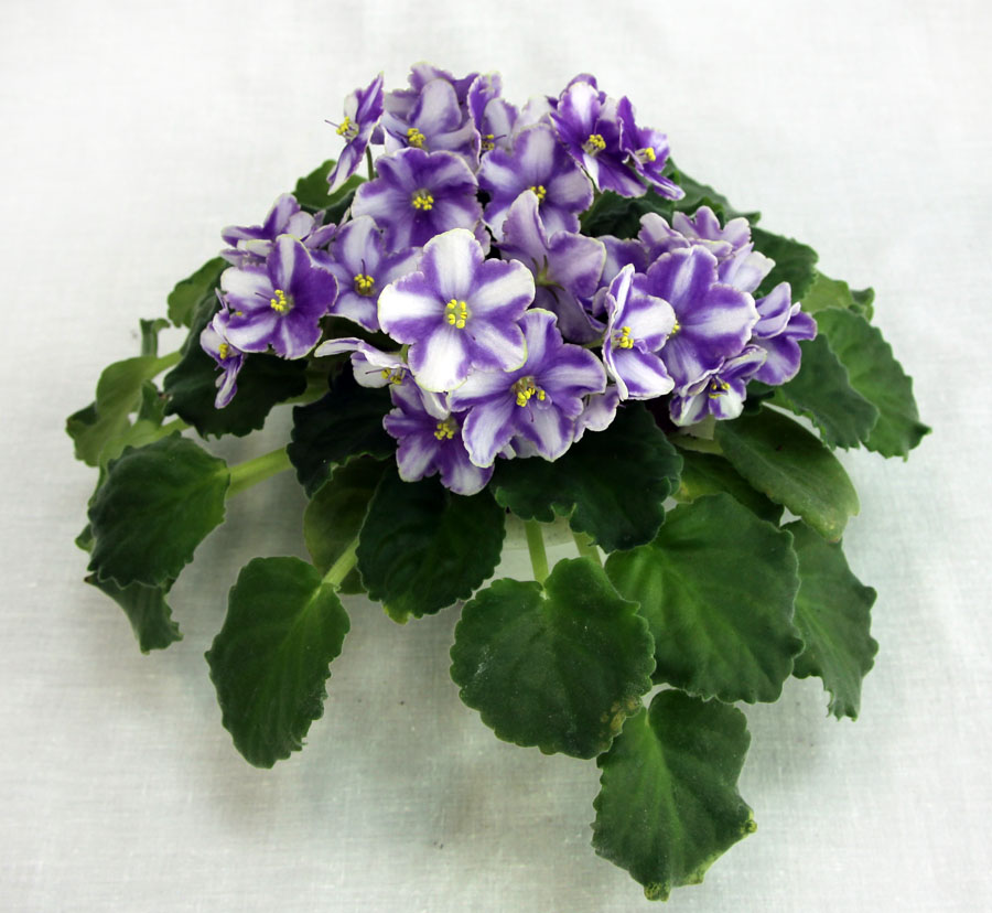 2 место – Victorian Parasol (S. Sorano), колл. Калгины