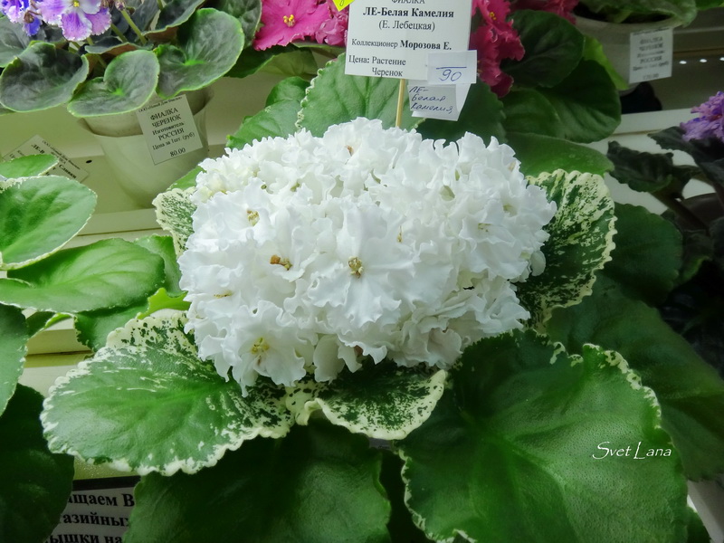 ЛЕ-Белая Камелия