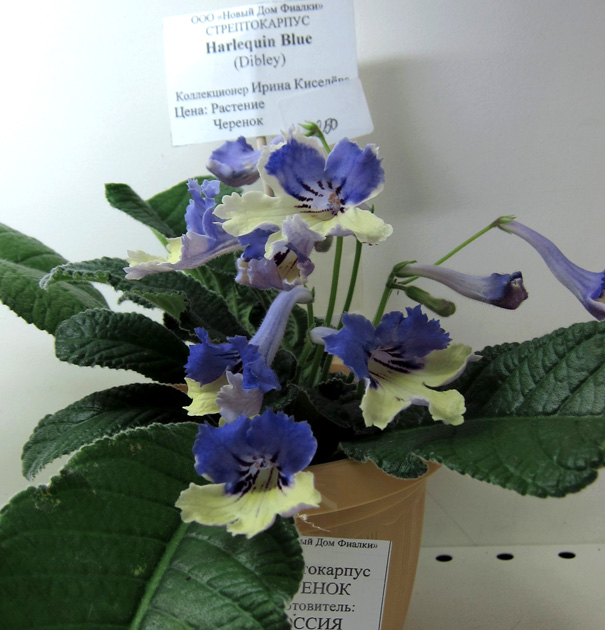 Harlequin-Blue...jpg