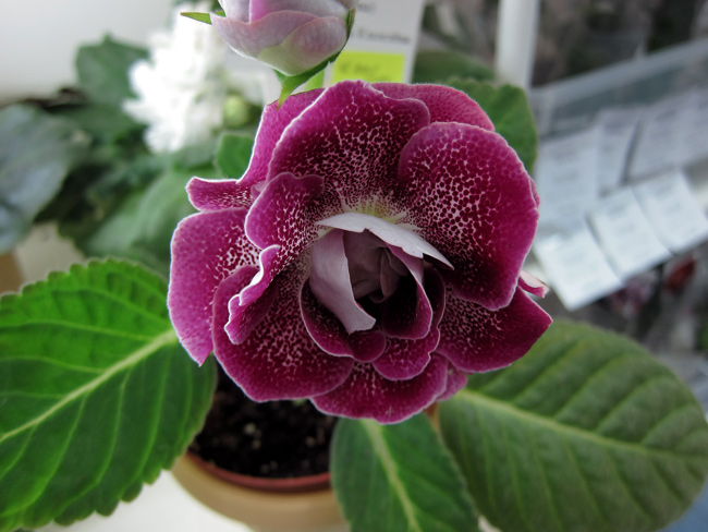 АО-Катаринка.jpg