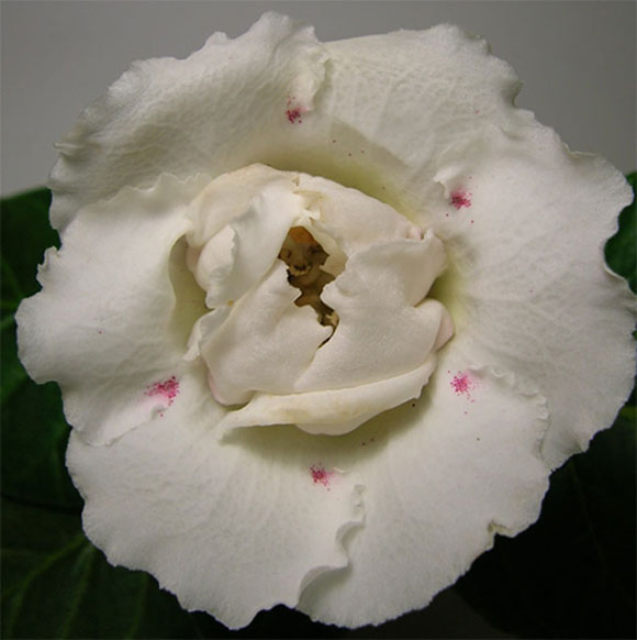 White_Rose_bm.jpg
