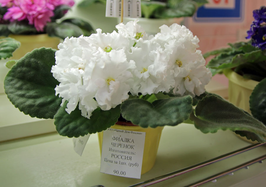 ЛЕ-Лунная Соната, колл. А. Патянина