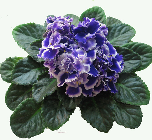 Rhapsodie-Cora-Danilina.jpg