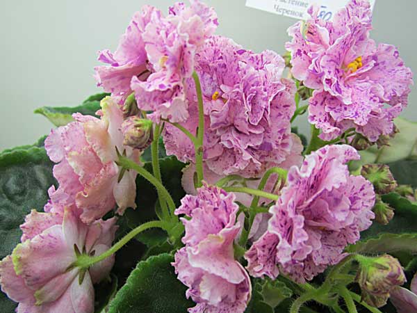 ЛЕ-Айседора-Шипилова.jpg