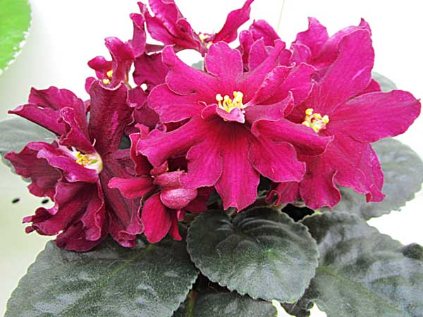 ЛЕ-Вега-Морозова.jpg
