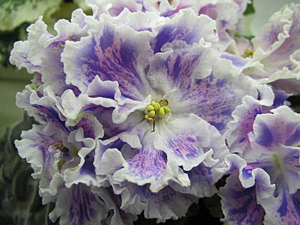 ЛЕ-Суламифь-Чистякова.jpg