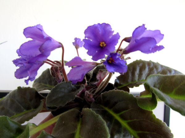 Senk`s Big Bells.jpg