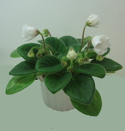 Alan's--White-Feather-Milehin.jpg