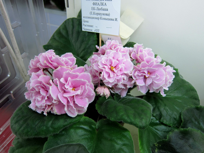 ЕК-Любаша-(Конышева-И.).jpg