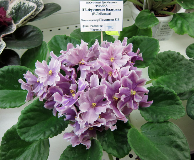 ЛЕ-Фуксиевая-Балерина.jpg