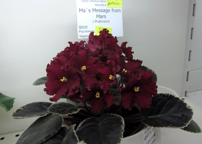 Ma's-Message-from-Mars-(Кал.jpg