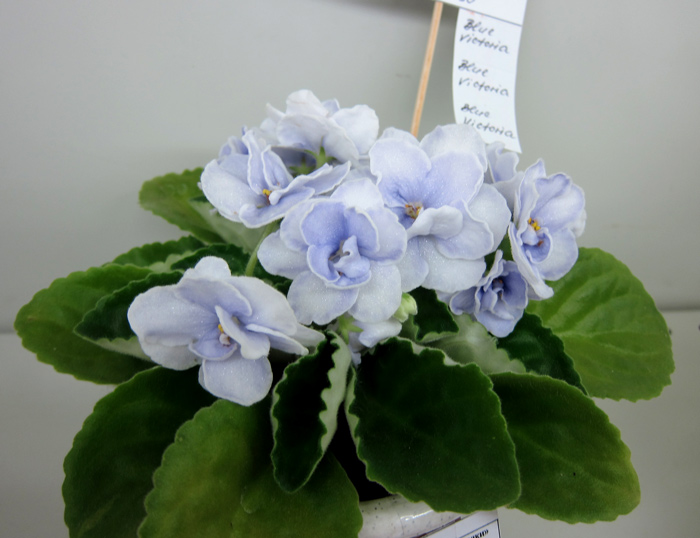 Blue-Victoria.jpg