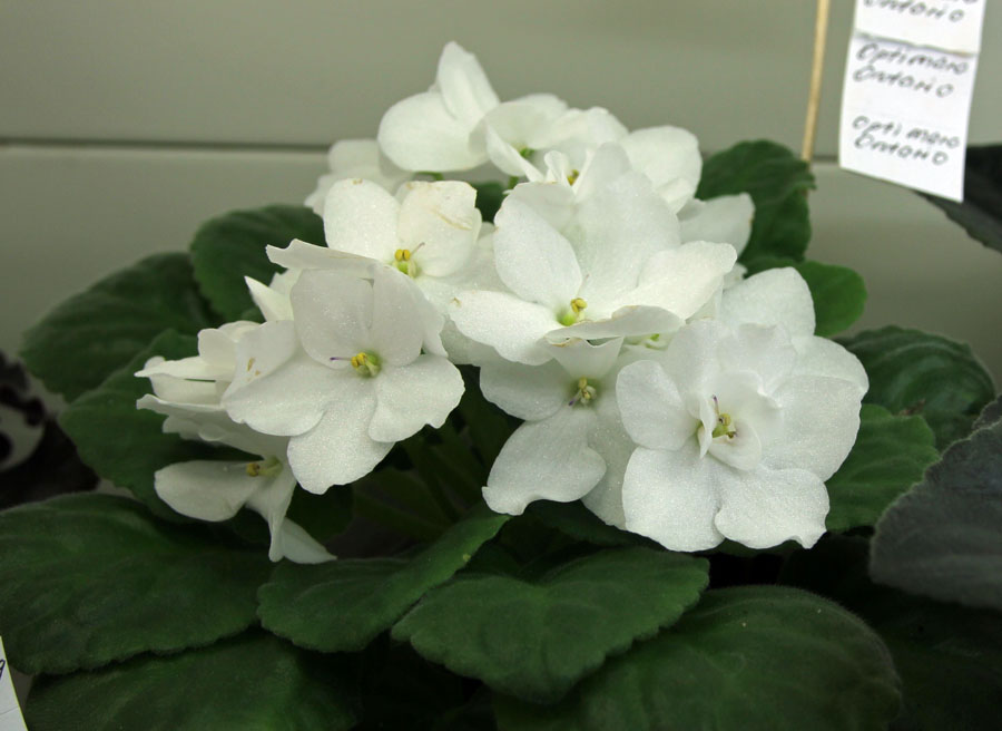 Optimara Ontario