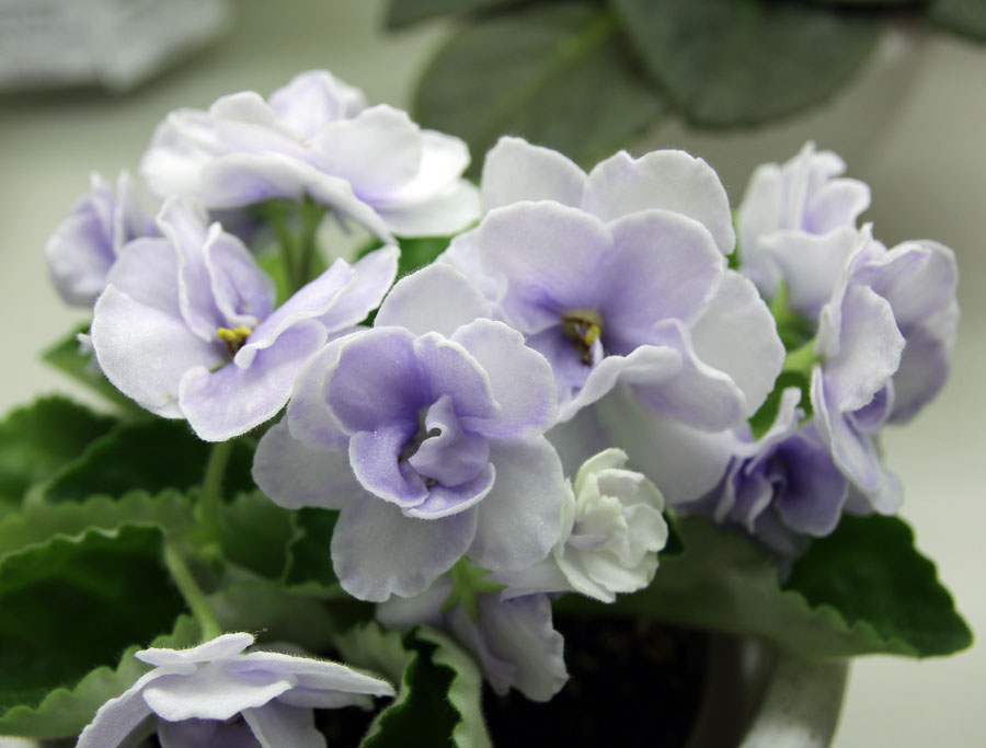 Blue Victoria спорт, колл. О. Лазутина