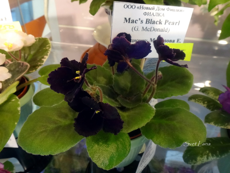 Mac's Black Pearl коллекционер Морозова Е.