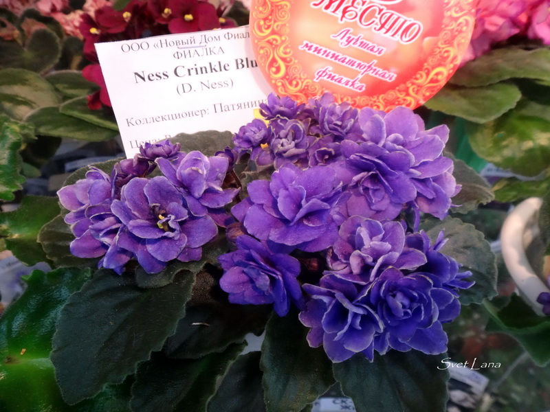 Ness Crinkle Blue коллекционер Патянина А.