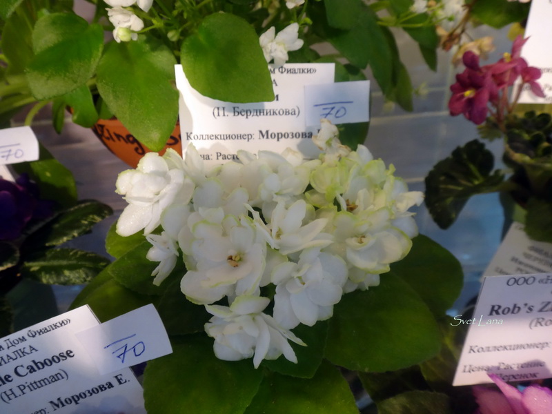 Н-Лайм коллекционер Морозова Е.