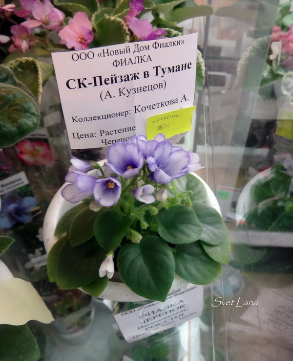 СК-Пейзаж в Тумане коллекционер Кочеткова А.