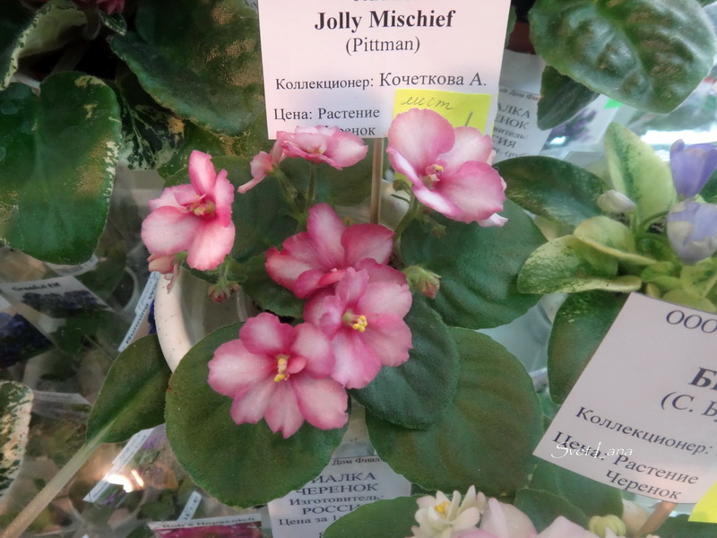 Jolly Mishief  коллекционер Кочеткова А.
